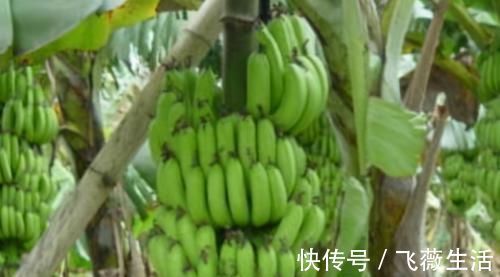 养颜|对身体很好的3种食物,值得每天吃一些,排毒养颜、改善体质