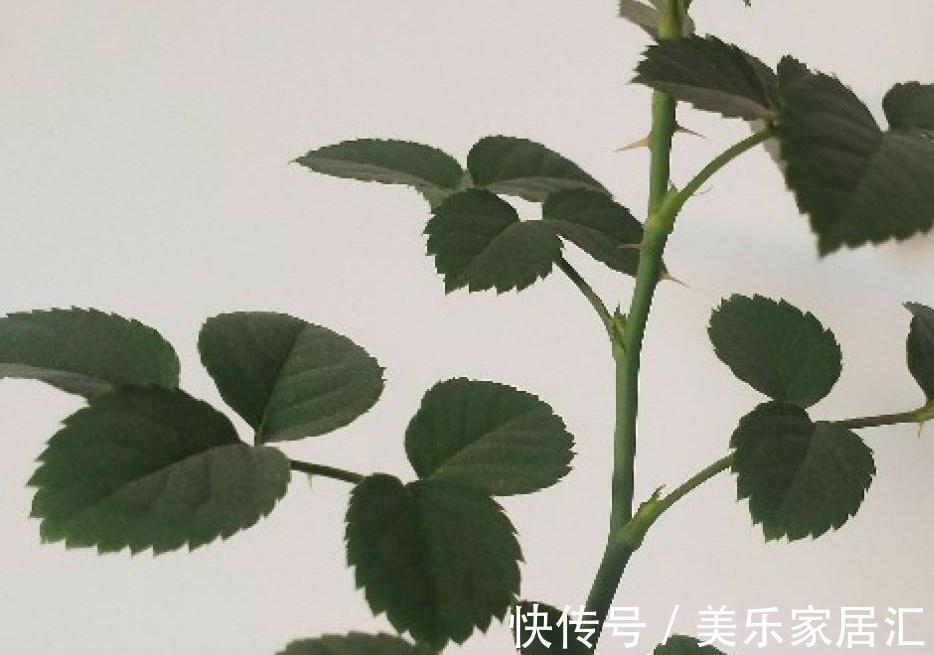 浇水|入冬修剪,这9种花,剪错不开花、杆子会枯死