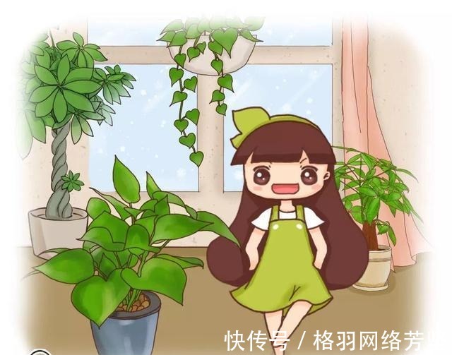 黄叶|绿萝又黄叶了, 这样一处理, 又是绿油油的一盆!