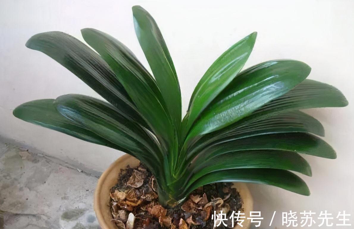 养了几年的君子兰不开花，还黄叶，其实简单，用上它花开叶绿
