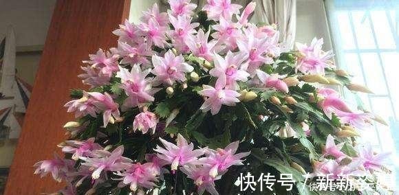 镇宅|3种“便宜花”这样养一养，一年变“老桩”，开花千朵还“镇宅”