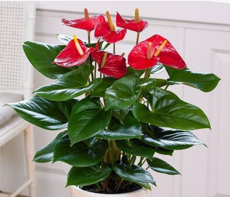 5种花开花最灿烂,全年开花不停,花色艳丽,花开枝繁叶茂