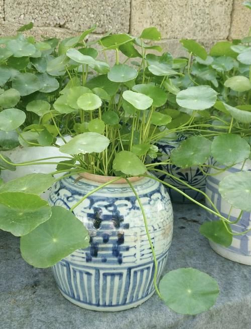 朋友养的铜钱草，长出叶子“手掌大”，他只用了2个小方法