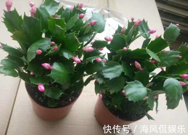 还花什么钱买蟹爪兰，用上养花高手的方法，不花一毛钱就能养出来