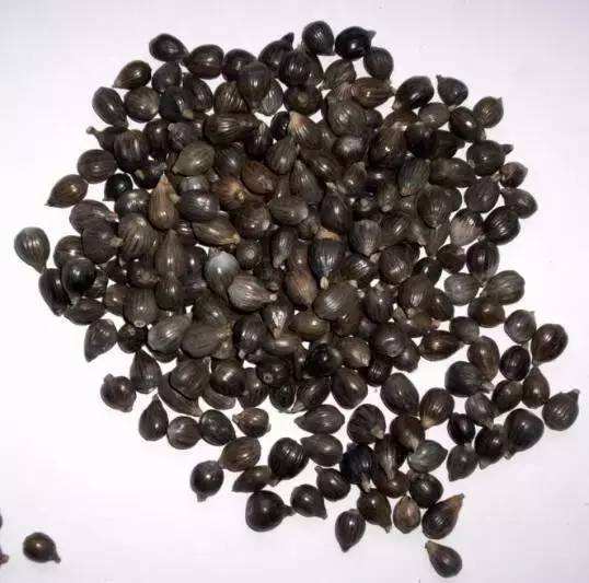 在路边遇见这种草珠子,一定要捡回家,现在知道还不晚