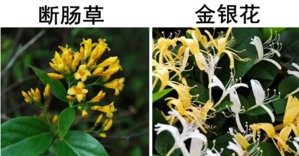 传说中的“彼岸花”、“断肠草”,在现实中,是否真实存在呢