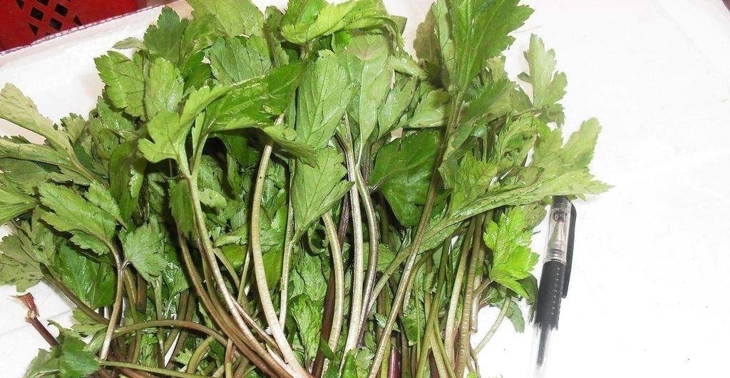 珍惜|此种“野菜”，炒鸡蛋吃清脆爽口，凉拌更是一绝，若见到要珍惜