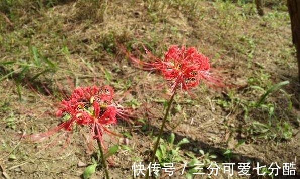 开花不见叶,花叶生生世世永不能相见的植物