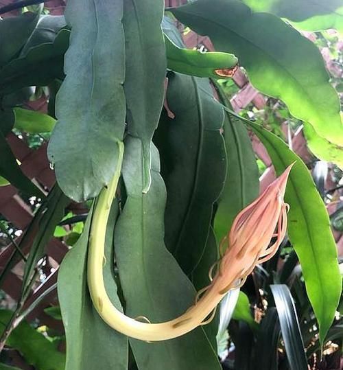  充裕的光照|剪一支昙花叶片，扦插做好这个细节，百分百生根，长大快速开花