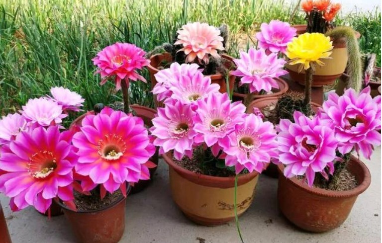 4种“懒人花”,越“不理”越旺盛,给点水就“疯长”,超好养!4