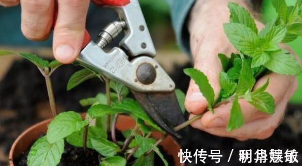 扦插|养花2种扦插方法,掌握“关键点”,扦插不再难,扦插一棵活一棵