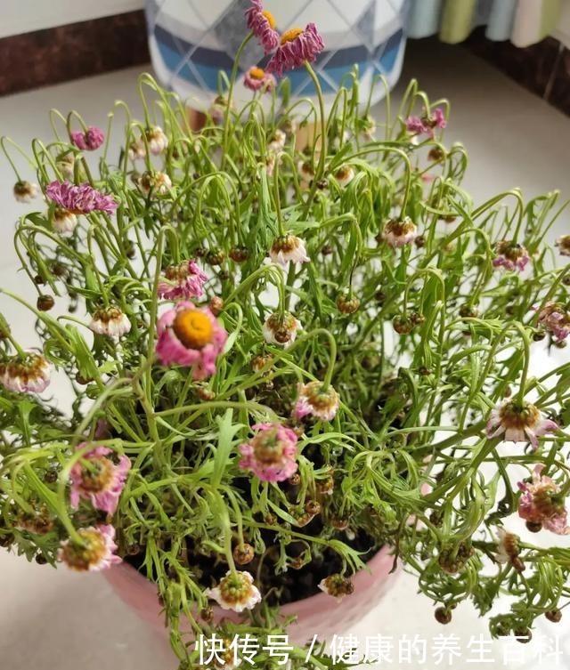 买的花总不活,秘密全在花盆里,搬起来看看才知道!