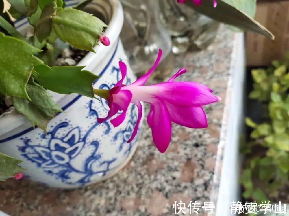 叶子|养护蟹爪兰，要注意8个要点，才能开出仙气飘飘花