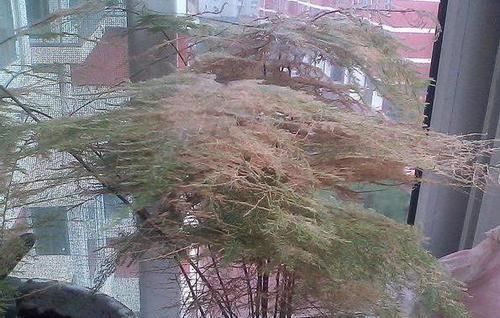 药片|还在用白糖养文竹?用1片药片代替,3年不黄叶!