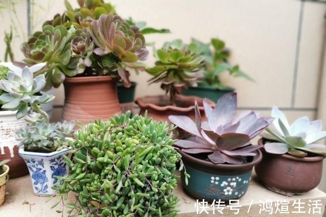 多肉|冬天里的多肉，做好“两件事”，安心过冬，不徒长状态更美
