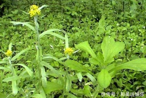 农村不起眼的三种野草泡水喝,清热降火排肝毒,就看你能不能找到