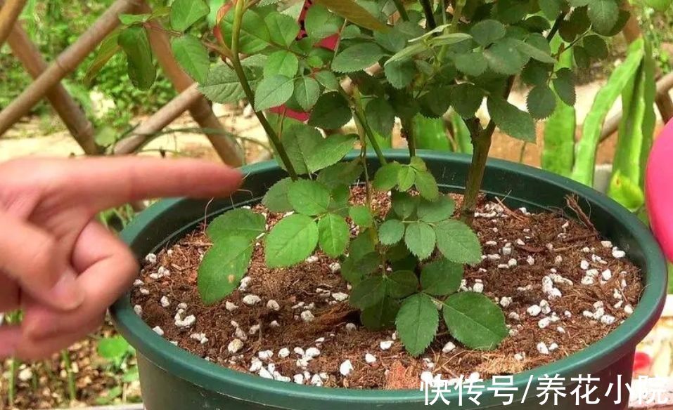 植株|四种“漂亮花”，春天“大修剪”，新芽长得壮，开花多