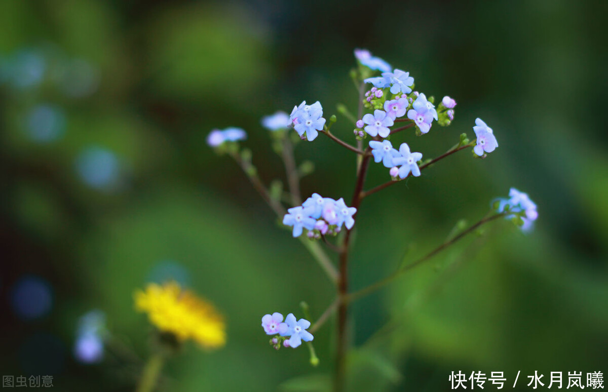 烟染岁月，春情如婳，豆蔻梢头春色浅，丁香枝上流年长