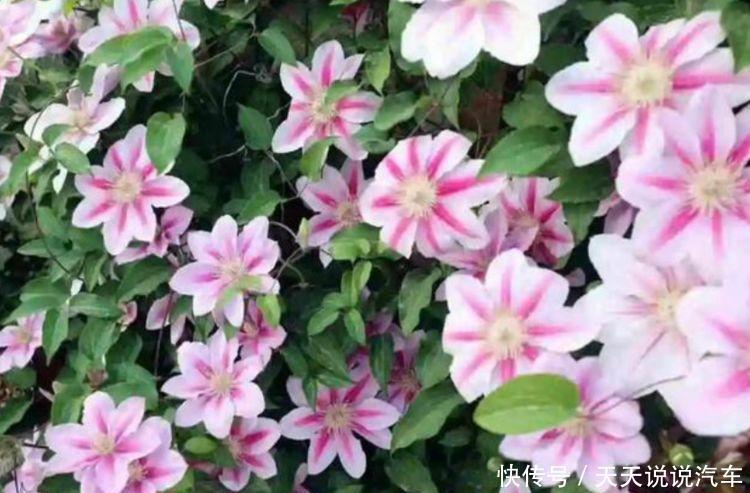 这几款花卉养在家里,花色鲜艳,颜色丰富,每种都超美