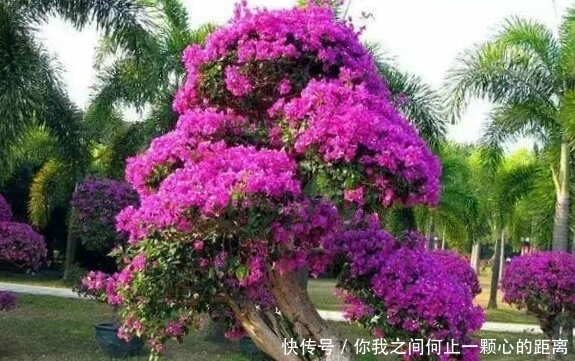 全日照|这5种花爱晒太阳,越晒花越多,很快就能爆盆!