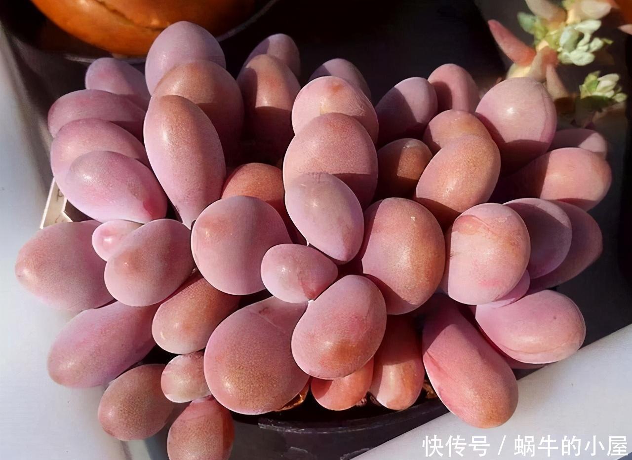 多肉|多肉“贵货”沦为大普货?注意2点,一样养成美美哒“桃蛋仙子”