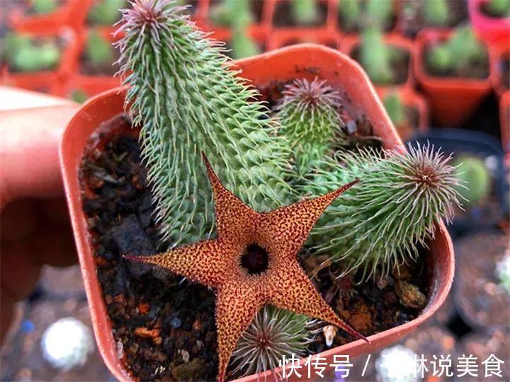 今年最火的奇葩多肉,价格这么贵,还有人抢着买!