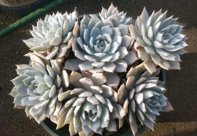 多肉越长越丑,长成了独杆,枝条还变色,怎么处理好两个方法