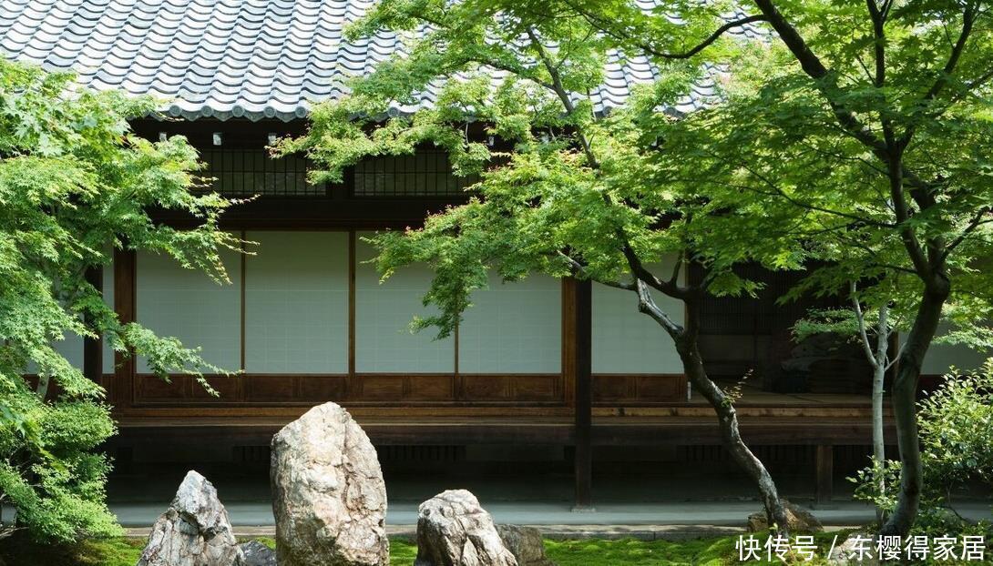 院子里有空地,就种“四大名贵树”,越大价值越高