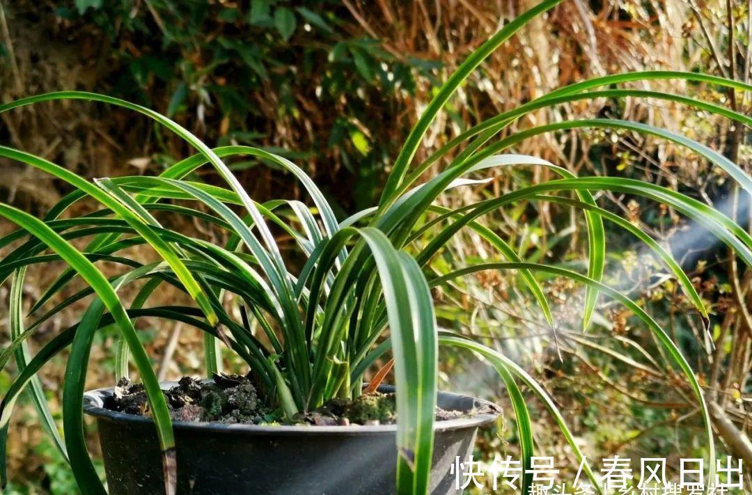 浇水|新手养兰花,别再这样浇水了!