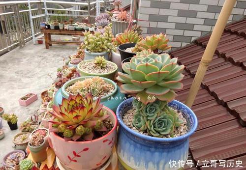 新手养多肉常犯的4个错,难怪肉肉长不好,你中了几条?