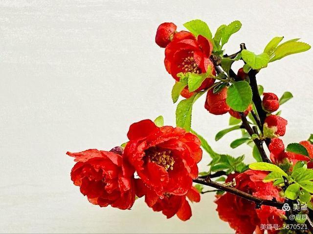 只恐夜深花睡去,故烧高烛照红妆!我与一盆海棠花的故事