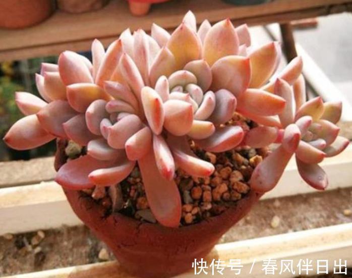 入秋以后,给多肉植物浇水有讲究,掌握4个要点,叶片肥厚上色美