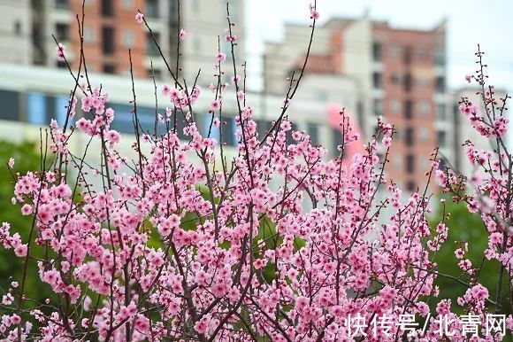 梅花朵|又是一年春来到，去这些地方看“开往春天的列车”