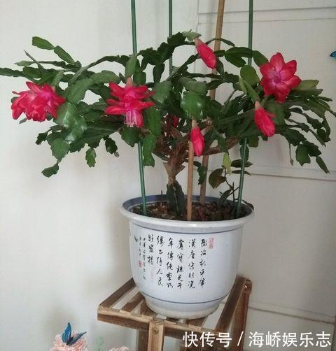 浇水|蟹爪兰叶片瘦,不精神给它“加加餐”,疯长新叶,开花爆盆