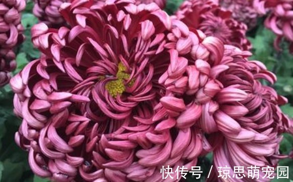 喜欢养菊就选“墨狮”,花似沉睡雄狮,美艳端庄,观赏性价值极高