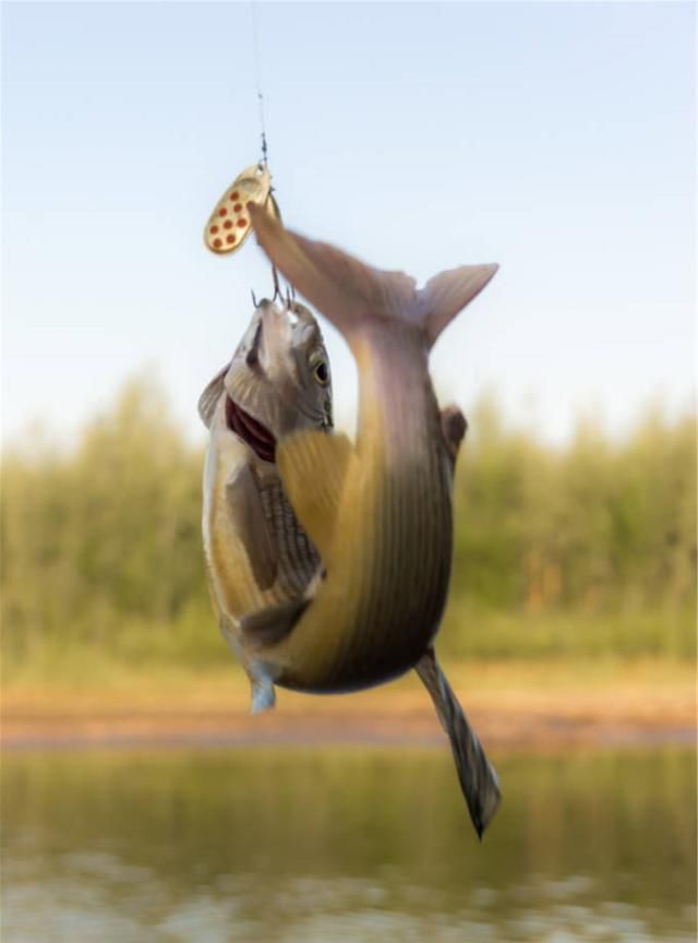 小杂鱼闹窝真是烦!学会六招,让你轻松垂钓