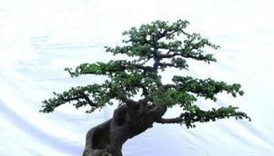 阳台再小，也要养3种花，小盆就能养，盆小水少长得快！