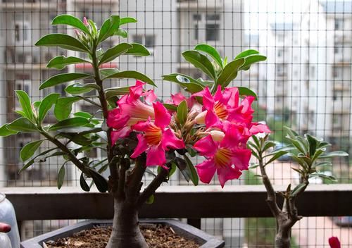 养花试试这几款，典雅大气，枝叶繁茂，注意保持良好的通风环境