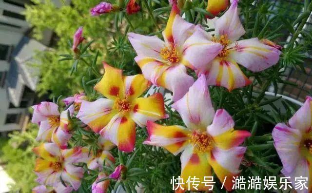 养花杀手养啥养不活这些花寓意好、皮实好养活,附养花技巧!