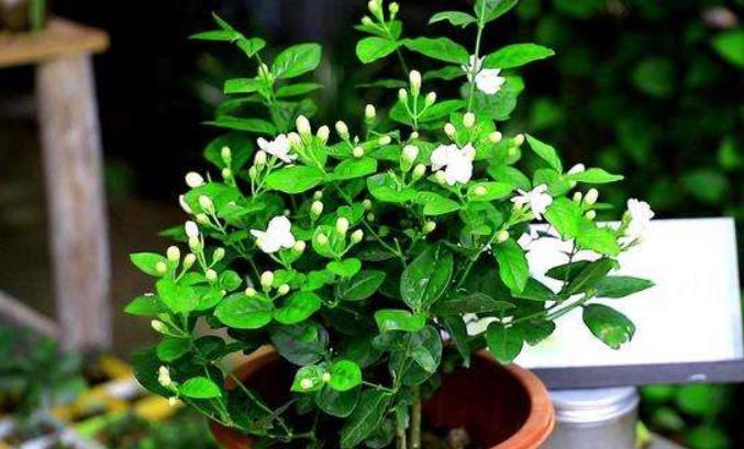 茉莉花|茉莉花干枝黄叶怎么办?1步操作让它焕发第二春,叶绿开花多!