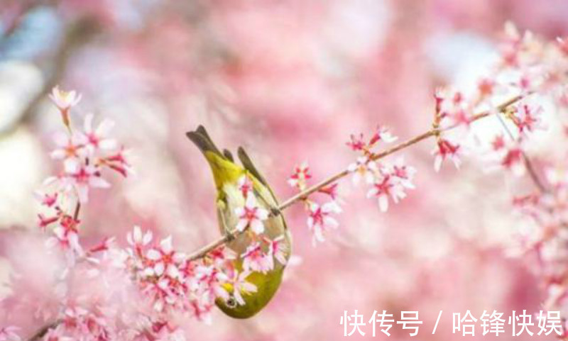 春景&秦观很高明的一首词,仅是开篇5字就很有味道,最后一句神来之笔