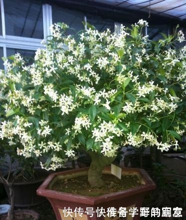 栀子花|6种“花”，自带香味，室内养1盆，比清新剂强1倍，无毒又环保！