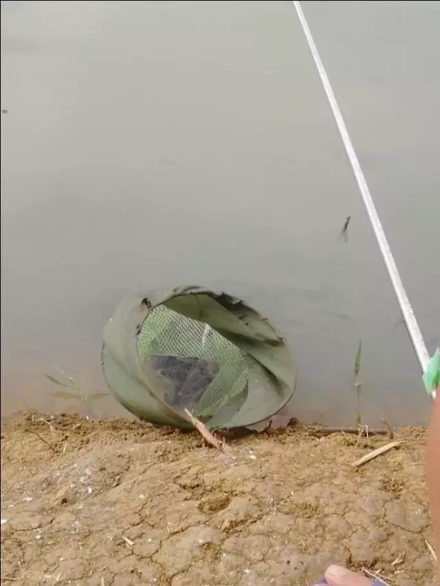 大爷用蚯蚓钓鱼二十年的配方,每次都收获满满,原来秘密在这