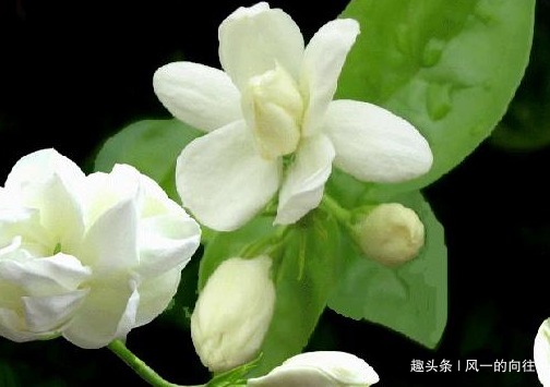 最喜欢夏天的三种花,越淋雨水长的越猛,轻松花开爆满盆