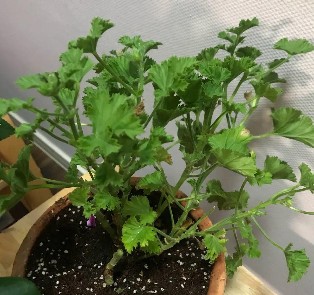 叶子|20种花，天凉了赶紧剪，来年开花有多又艳！