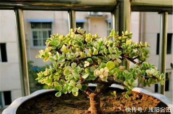 多肉|公认老桩最漂亮的多肉,紫乐未上榜,这3种普货名列前三!