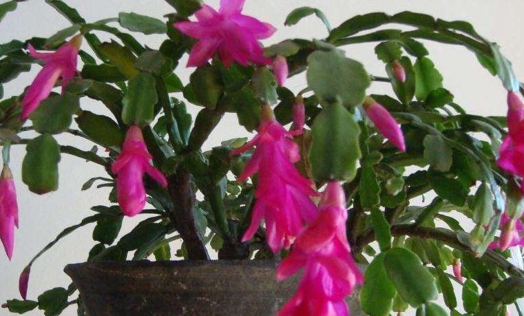 养花配土有讲究,3种花配土此样做,枝叶茂盛开花量大