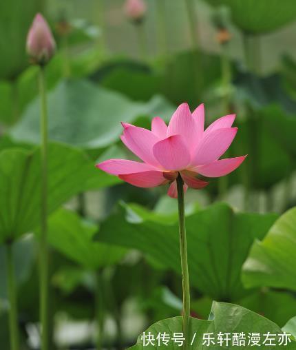 桃花|10月中旬，4属相吉星照耀，桃花朵朵，财源滚滚，日子美满