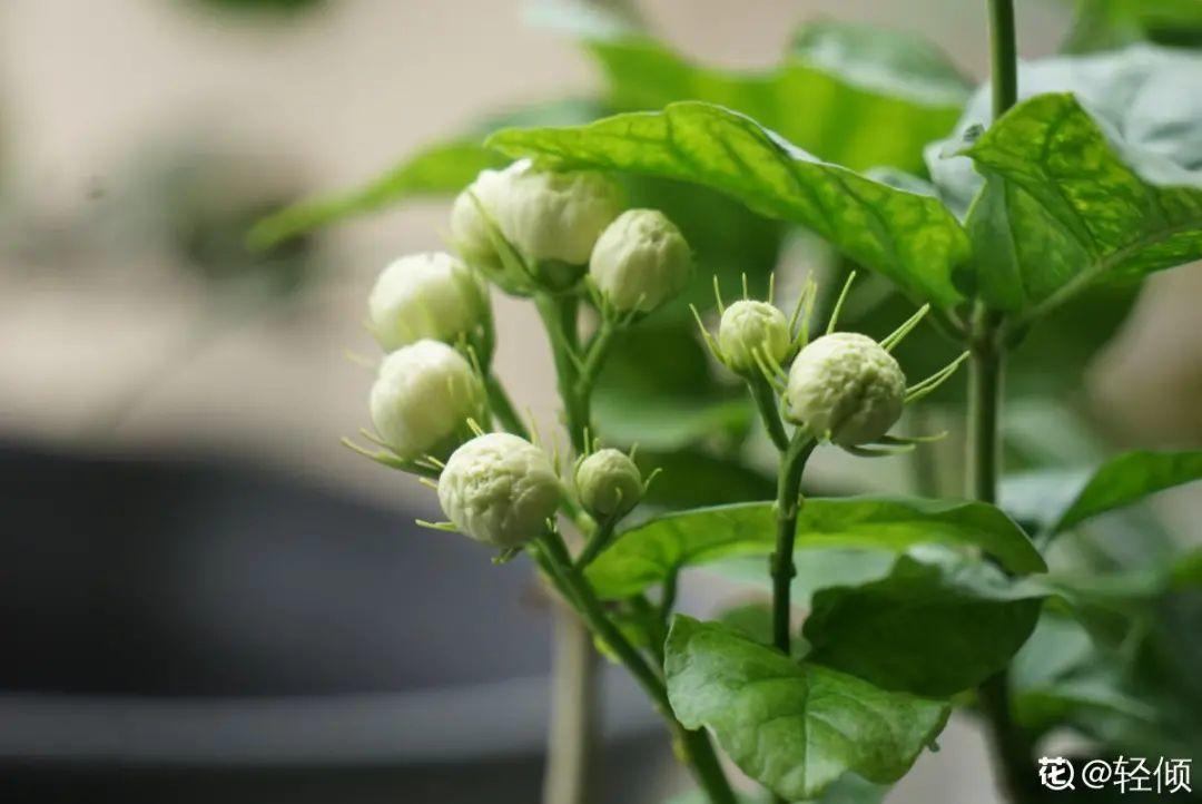 营养液|马上进入花期的花,10天一次肥,下个月就开花