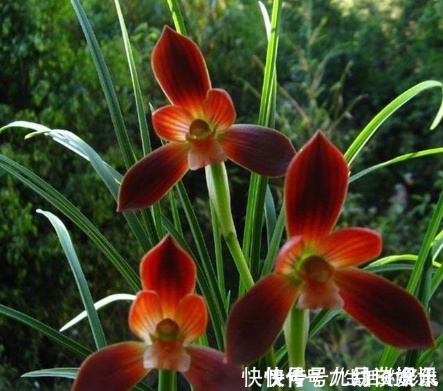 红河红|此花再贵,也要舍得栽两株,花香怡人,花期长久,好养易成活!